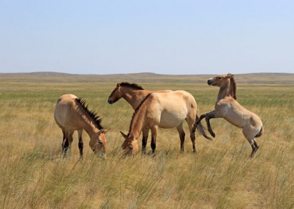 В Оренбуржье привезут лошадей Пржевальского из США и Канады. Рафиля Бакирова рассказала о развитии экотуризма