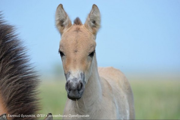 В Оренбуржье привезут лошадей Пржевальского из США и Канады. Рафиля Бакирова рассказала о развитии экотуризма