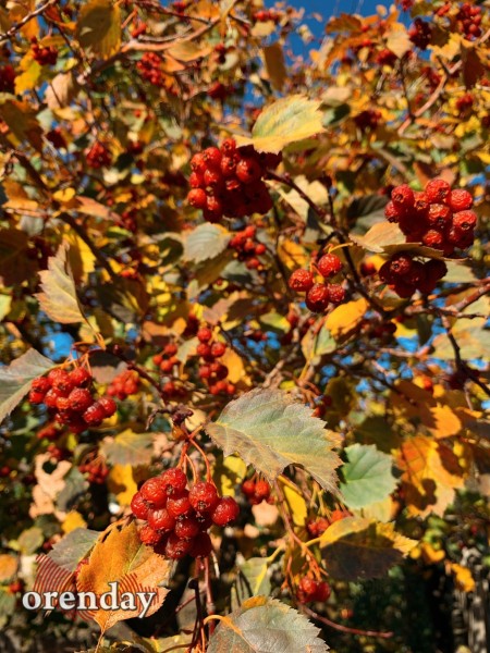 В Оренбуржье наступила золотая осень. Фоторепортаж