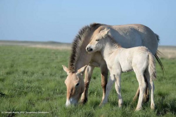 В Оренбуржье привезут лошадей Пржевальского из США и Канады. Рафиля Бакирова рассказала о развитии экотуризма