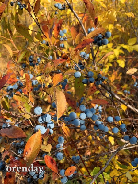 В Оренбуржье наступила золотая осень. Фоторепортаж