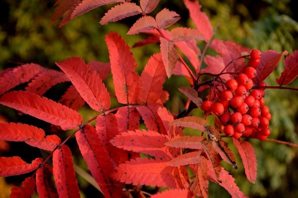 Октябрь багряным листопадом вальсирует по Оренбуржью