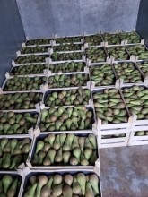 700 килограммов польских груш уничтожили в Оренбуржье 