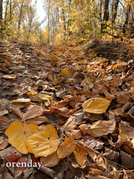 В Оренбуржье наступила золотая осень. Фоторепортаж