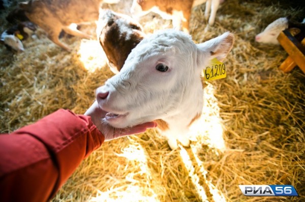 Животноводческие предприятия Оренбуржья наградили на выставке &laquo;Золотая осень-2020&raquo;