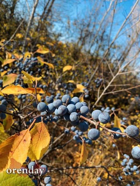 В Оренбуржье наступила золотая осень. Фоторепортаж