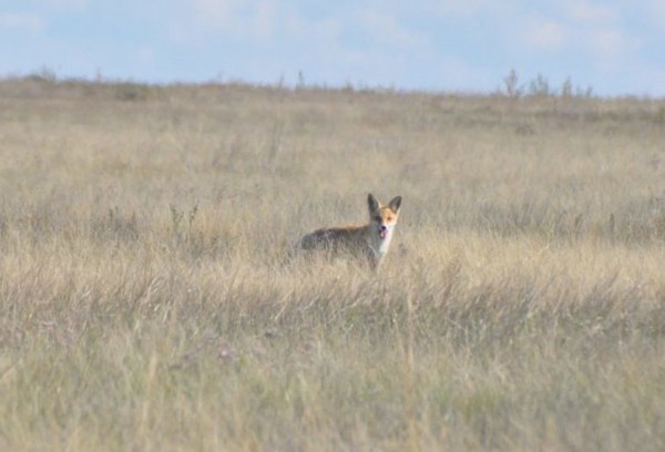 Заповедное Оренбуржье: серый гусь и рыжая лиса