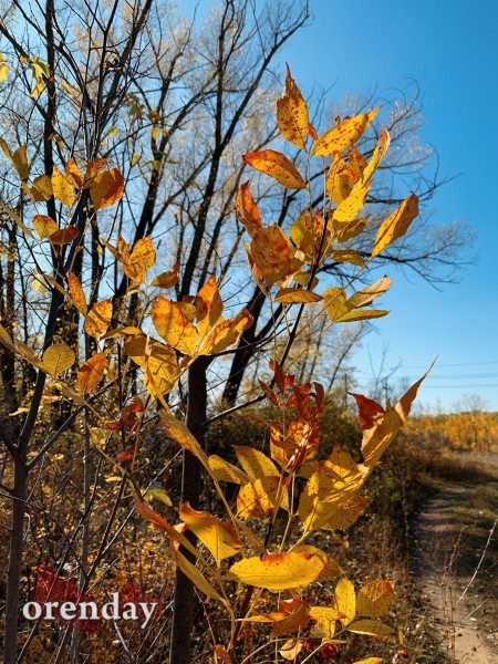 В Оренбуржье наступила золотая осень. Фоторепортаж