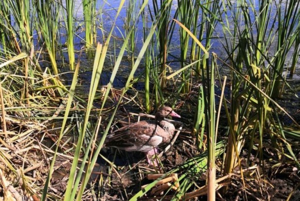 Заповедное Оренбуржье: серый гусь и рыжая лиса