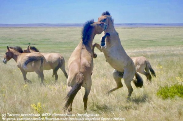 В Оренбуржье привезут лошадей Пржевальского из США и Канады. Рафиля Бакирова рассказала о развитии экотуризма