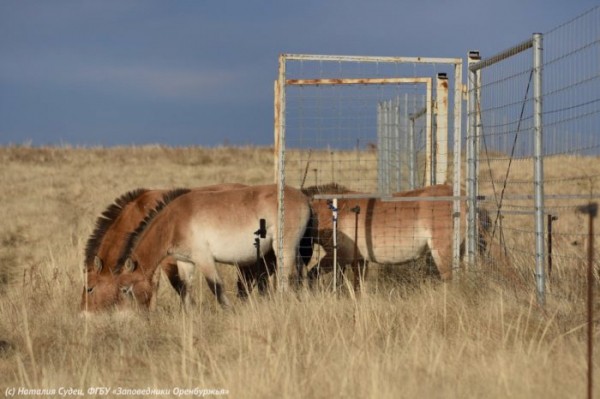 &laquo;Звездный&raquo; гарем лошадей Пржевальского выпустили в степь. Паприка и Бася были первыми