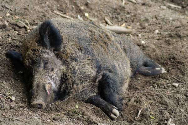 В Оренбуржье начался массовый отстрел дикого кабана В Оренбуржье начался массовый отстрел дикого кабана