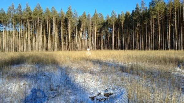 Бузулукский бор: заповедная зона утопает в валежнике, а диких животных отстреливают прямо в местах прикорма Бузулукский бор: заповедная зона утопает в валежнике, а диких животных отстреливают прямо в местах прикорма