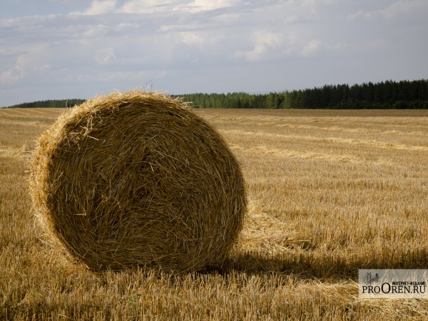 В Оренбуржье снижена налоговая нагрузка для МСП в сельском хозяйстве