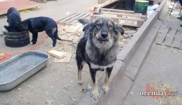 В Оренбуржье с двух сел сняли карантин по бешенству животных