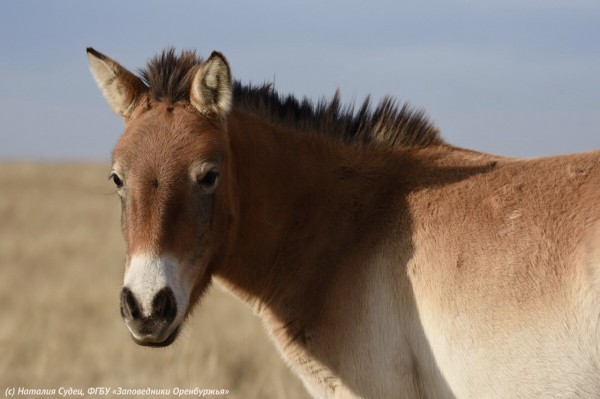&laquo;Звездный&raquo; гарем лошадей Пржевальского выпустили в степь. Паприка и Бася были первыми