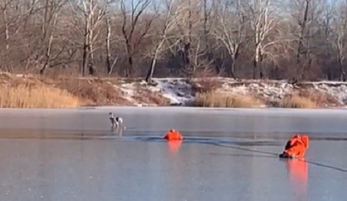 В Оренбурге из замерзающей старицы спасли лебедя