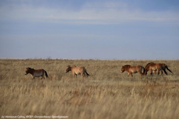 &laquo;Звездный&raquo; гарем лошадей Пржевальского выпустили в степь. Паприка и Бася были первыми