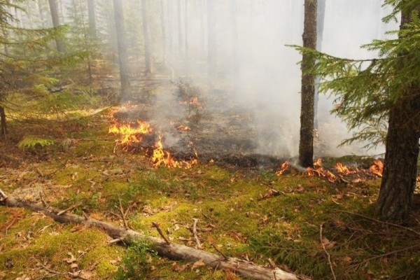 Бороться со степными пожарами теперь будут муниципалитеты