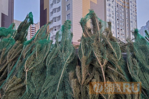 Сколько стоит ёлка в Оренбурге?