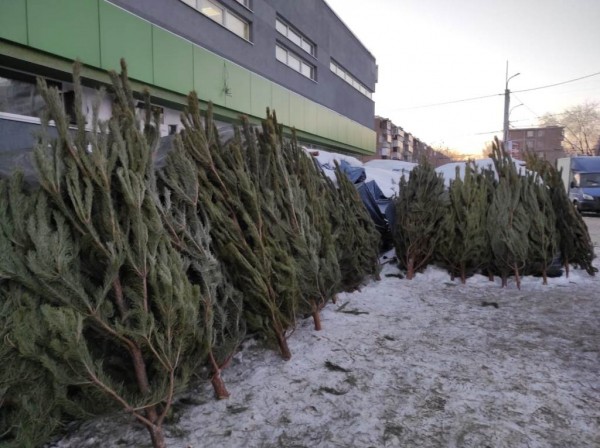 В Оренбурге начали работать елочные базары В Оренбурге начали работать елочные базары
