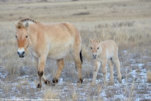 В оренбургском заповеднике на свет появился еще один жеребенок лошади Пржевальского