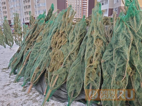 Сколько стоит ёлка в Оренбурге?