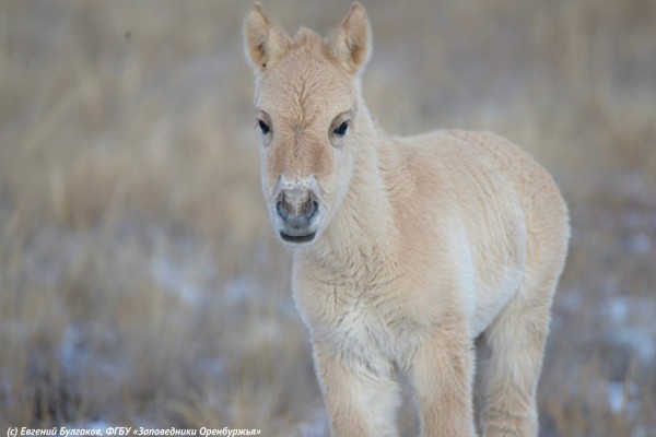 В оренбургском заповеднике на свет появился еще один жеребенок лошади Пржевальского