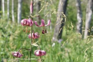 В заповедниках Оренбуржья обнаружили 37 новых видов растений В заповедниках Оренбуржья обнаружили 37 новых видов растений