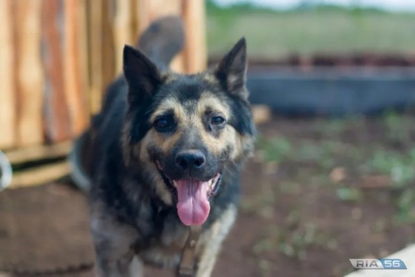 Приют для бездомных животных откроют в Орске