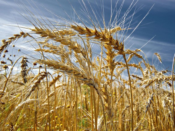 В Оренбуржье планируется увеличить площадь посева твердых сортов пшеницы