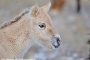 В оренбургском заповеднике на свет появился еще один жеребенок лошади Пржевальского