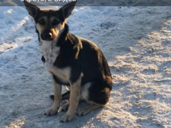 &laquo;Оренбургские Хатико&raquo; дождались хозяина