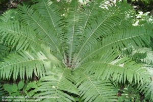 В заповедниках Оренбуржья обнаружили 37 новых видов растений В заповедниках Оренбуржья обнаружили 37 новых видов растений