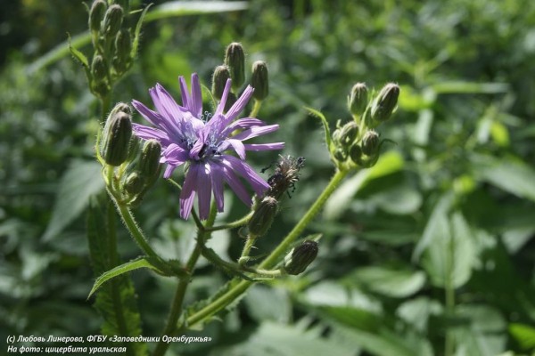 В заповедниках Оренбуржья обнаружили 37 новых видов растений В заповедниках Оренбуржья обнаружили 37 новых видов растений