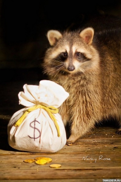 Мошенники обманули жительницу Оренбурга при покупке енота Мошенники обманули жительницу Оренбурга при покупке енота