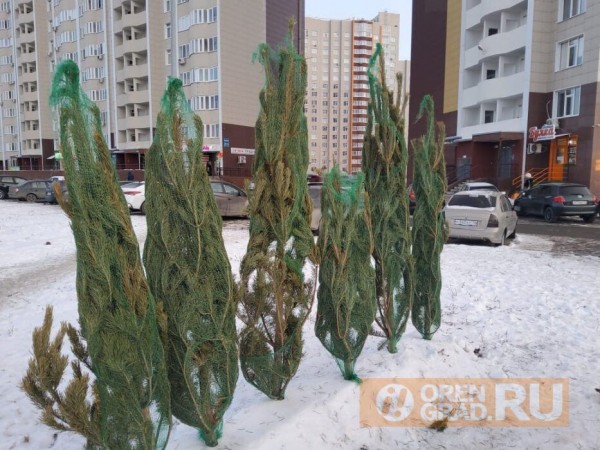 Сколько стоит ёлка в Оренбурге?
