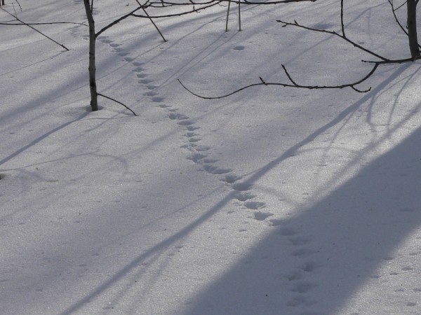 Африканскую чуму свиней обнаружили в Асекеевском районе Африканскую чуму свиней обнаружили в Асекеевском районе