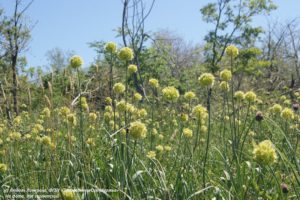 В заповедниках Оренбуржья обнаружили 37 новых видов растений В заповедниках Оренбуржья обнаружили 37 новых видов растений