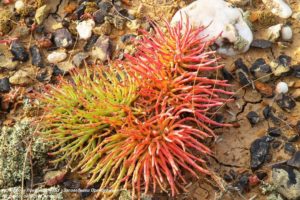 В заповедниках Оренбуржья обнаружили 37 новых видов растений В заповедниках Оренбуржья обнаружили 37 новых видов растений