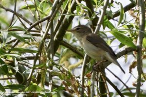 В заповедниках Оренбуржья обнаружили 72 новых вида животных