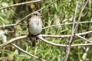 В заповедниках Оренбуржья обнаружили 72 новых вида животных