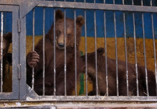 В передвижном зоопарке в Новотроицке родились бурые медвежата
