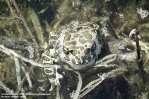 В заповедниках Оренбуржья обнаружили 72 новых вида животных