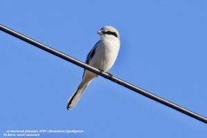 В заповедниках Оренбуржья обнаружили 72 новых вида животных