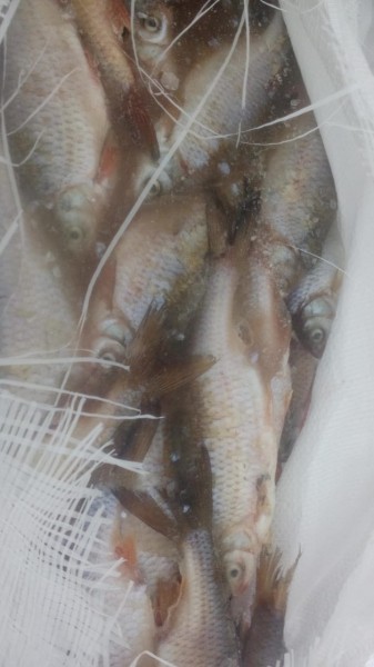 В Оренбург не удалось ввезти больше 200 тонн продуктов из ближнего зарубежья В Оренбург не удалось ввезти больше 200 тонн продуктов из ближнего зарубежья