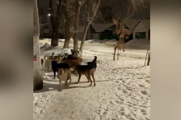 Еще одно видео сняли жители Орска о большой стае собак на 240-м квартале: люди боятся водить детей в школу и детсад
Еще одно видео сняли жители Орска о большой стае собак на 240-м квартале: люди боятся водить детей в школу и детсад