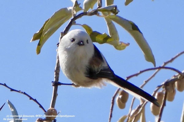 В заповедниках Оренбуржья обнаружили 72 новых вида животных