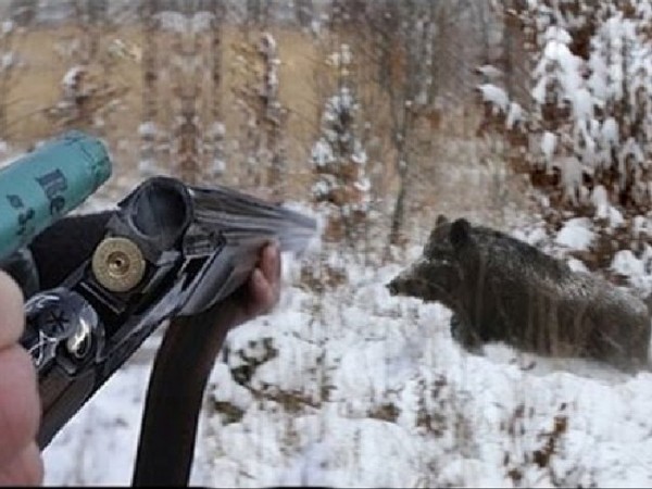 В Шарлыкском районе отстреляли 100 диких кабанов