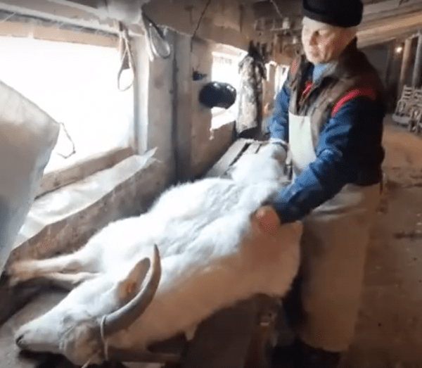 В колхозе &laquo;Донской&raquo; Оренбуржья чешут коз под Стаса Михайлова